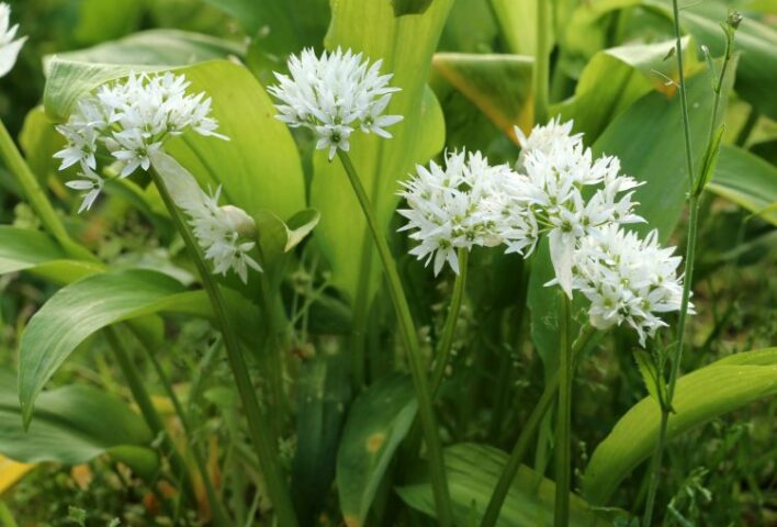 Wild Garlic green leaves with white flowers