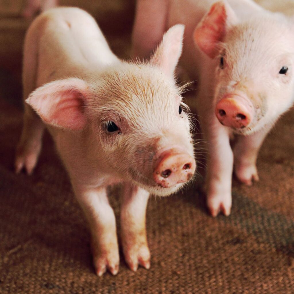 two piglets