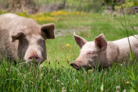 two pigs in field