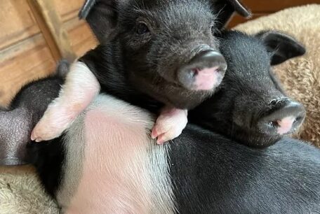 3 piglets black and pink from Brockswood sanctuary