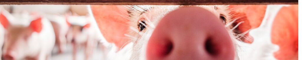 pigs lookingthrough fence