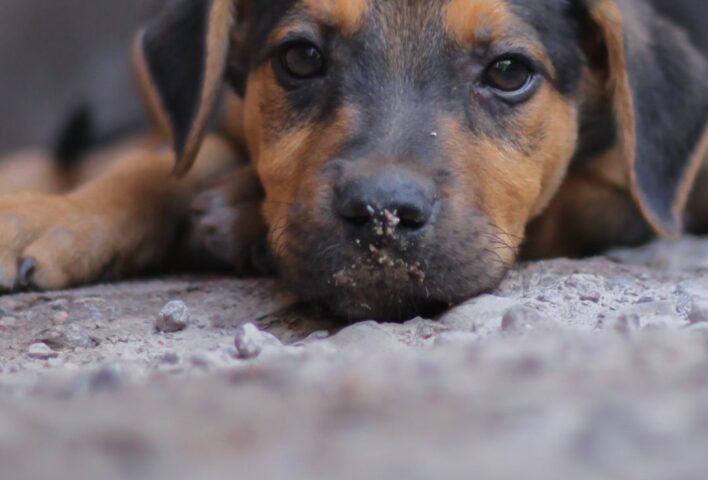 Young dog lying on floor and looking at camera