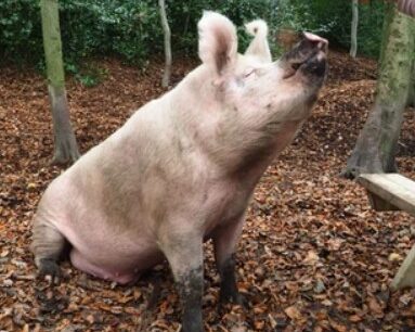 Harry Trotter pig sitting waiting for apple. At Beneath the Wood Sanctuary