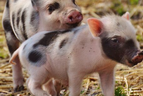 two spotty piglets