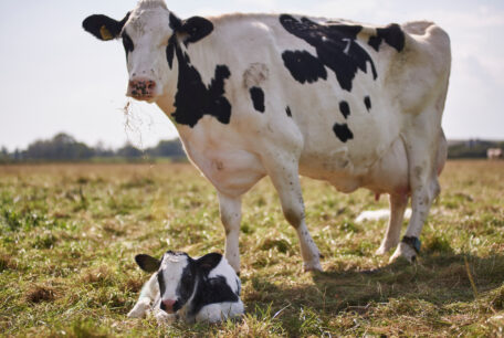 cow and calf