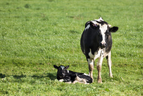 cow and calf