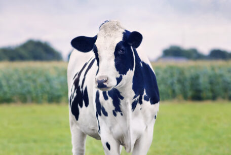 cow