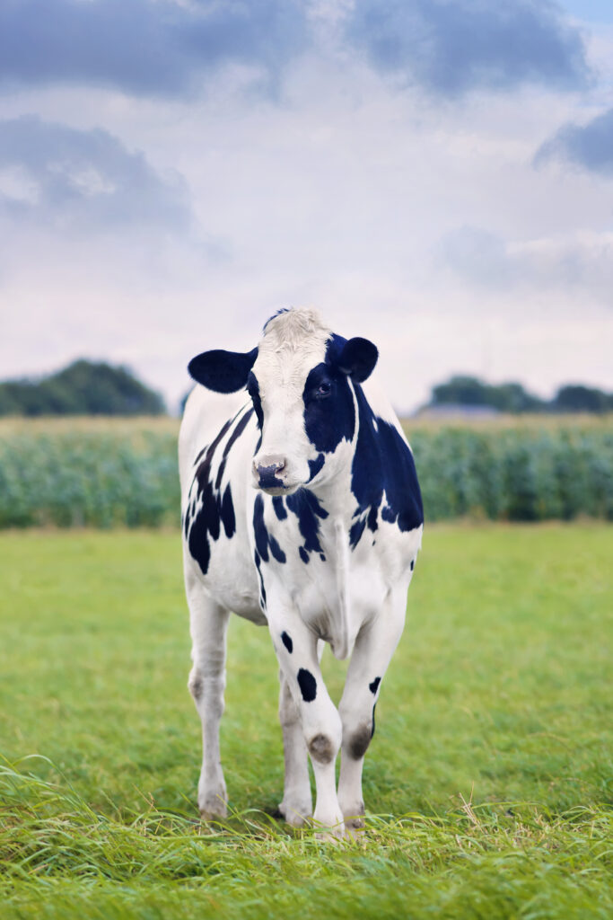 cow