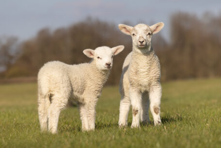 Lambs in a field