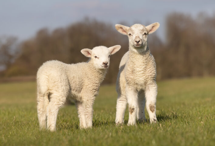 Lambs in a field